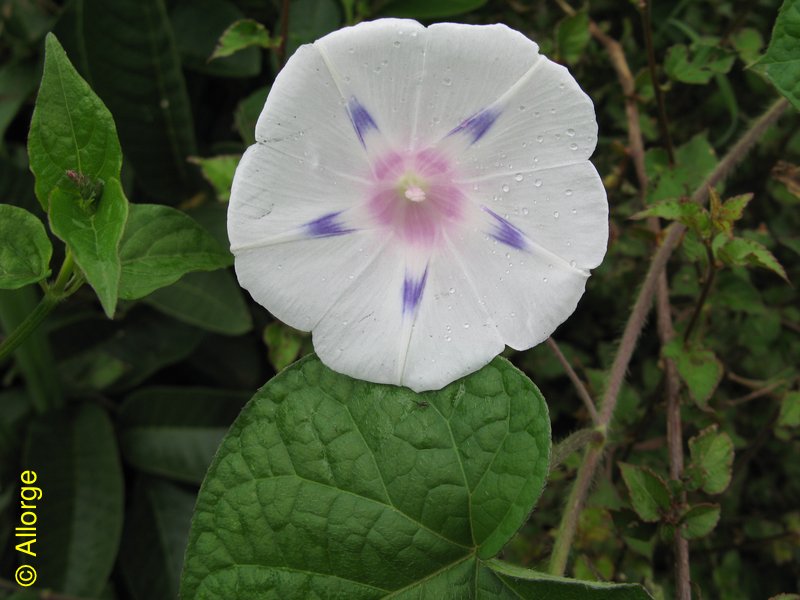 Convolvulaceae, Ipomoea purpurea